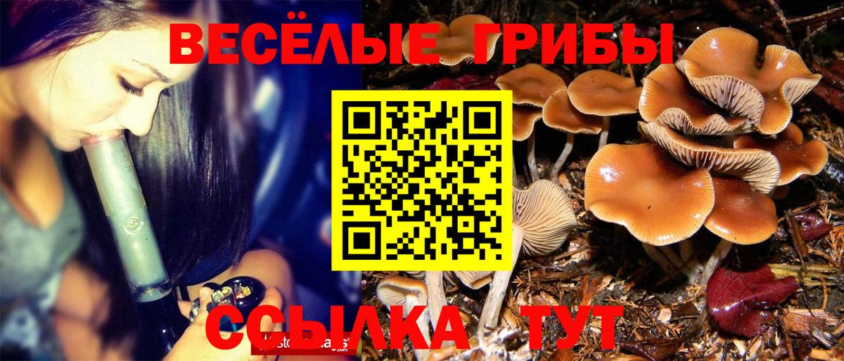 Псилоцибиновые грибы мицелий Алексин